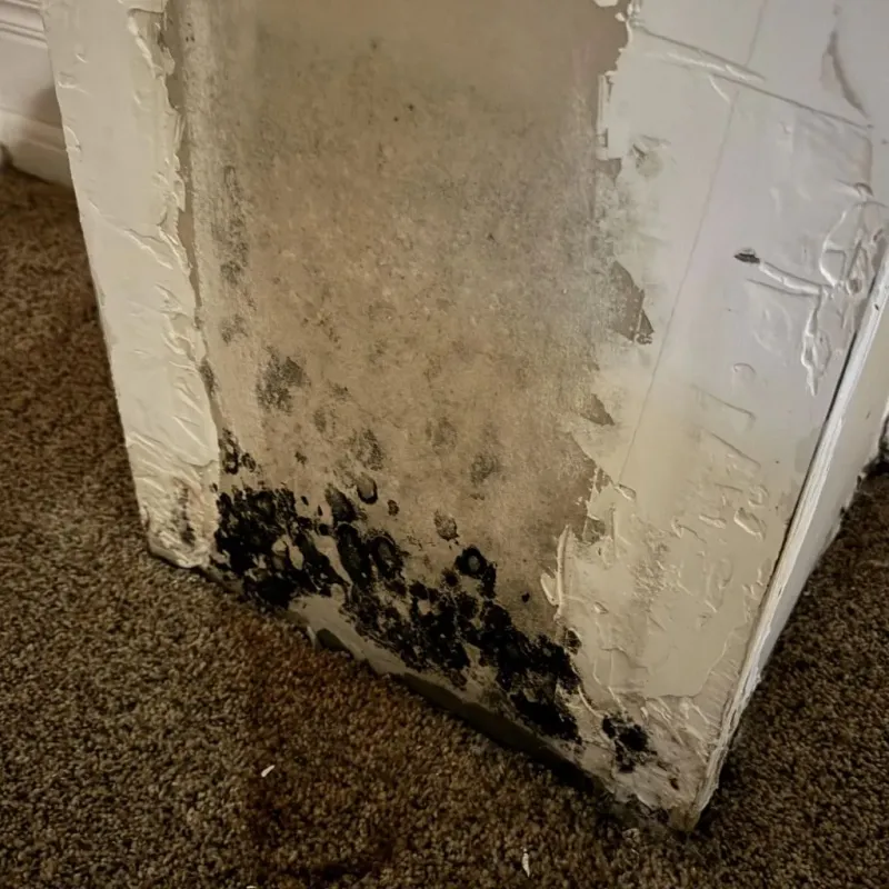Professional Mold Removal in City of Bristol, VA